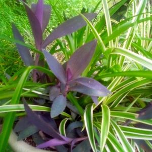 3 starts of Moses cradle & 3 rooted airplane plants